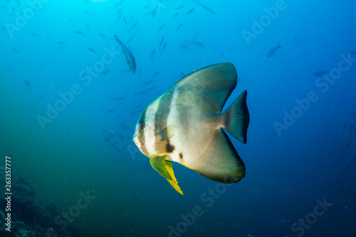 Large Batfish on a tropical coral reef