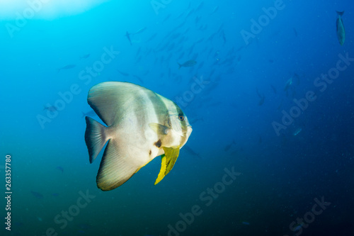 Large Batfish on a tropical coral reef © whitcomberd