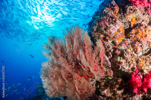 Fototapeta Naklejka Na Ścianę i Meble -  A beautiful, colorful tropical coral reef system in asia