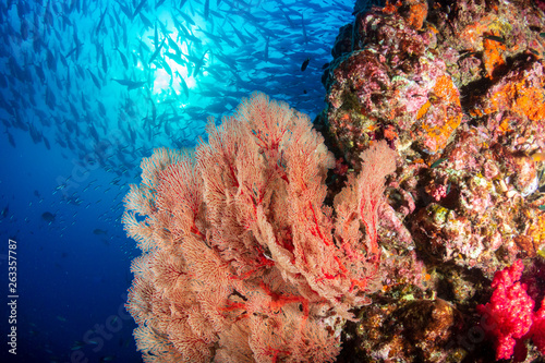 A beautiful, colorful tropical coral reef system in asia