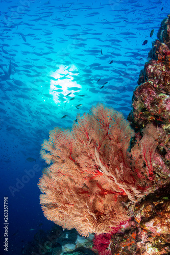 Fototapeta Naklejka Na Ścianę i Meble -  A beautiful, colorful tropical coral reef system in asia