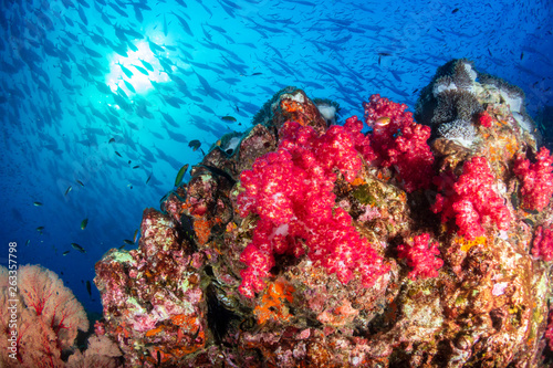 Fototapeta Naklejka Na Ścianę i Meble -  A beautiful, colorful tropical coral reef system in asia