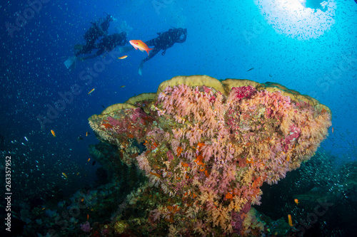 SCUBA divers over a colorful tropical coral reef in Thailand