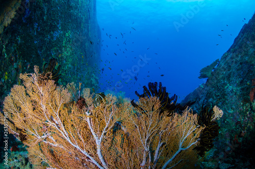 Delicate Sea Fan on a coral reef