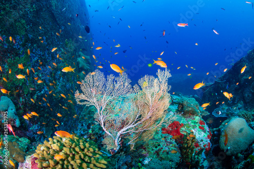 Fototapeta Naklejka Na Ścianę i Meble -  Tropical fish swimming around a beautiful tropical coral reef