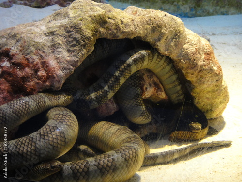 水族館、沖縄 photo