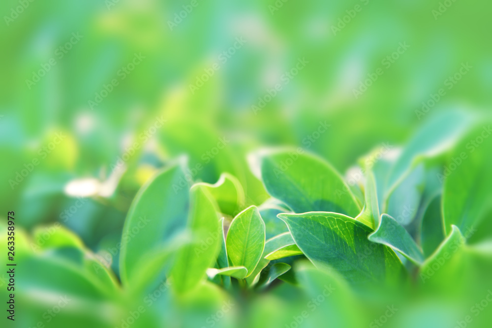 Obraz premium Green leaves in the garden under sunlight. Green leaves texture on blurred background. Nature, fresh, greenery and ecology background and wallpaper.