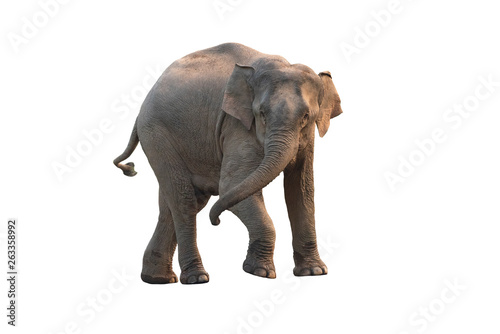 Asian elephant isolated on white background  female 