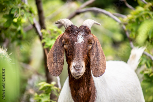 wild white and brown goat in the field