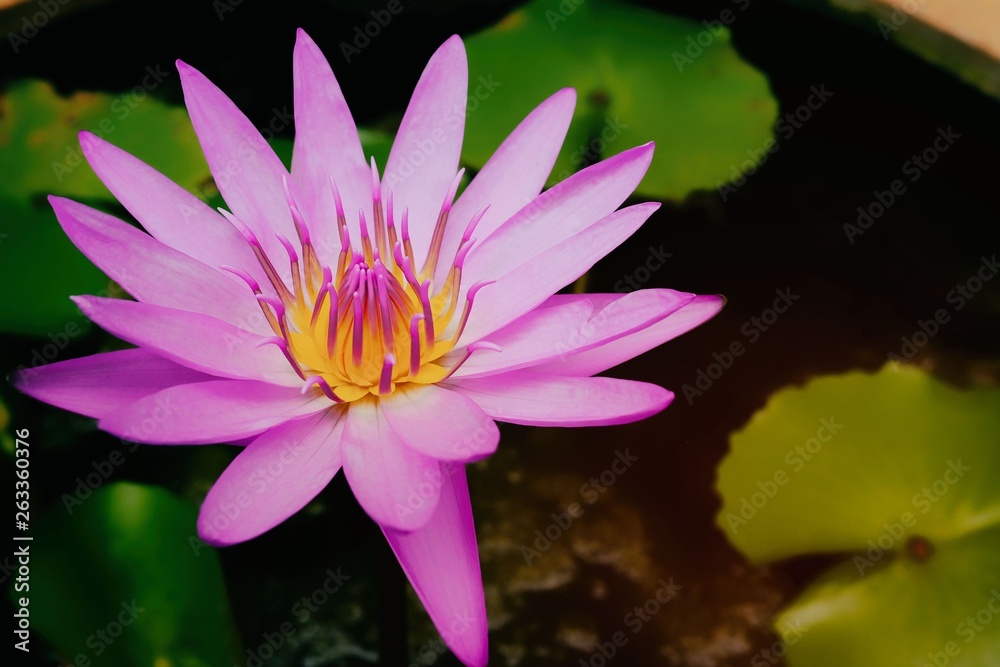 Purple Water Lily or Lotus in Pond. Purple Water Lily or Lotus in Pond.