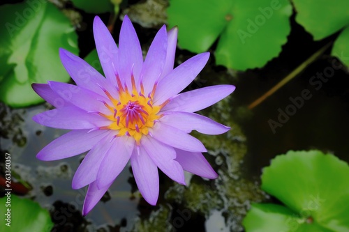 Purple Water Lily or Lotus in Pond.