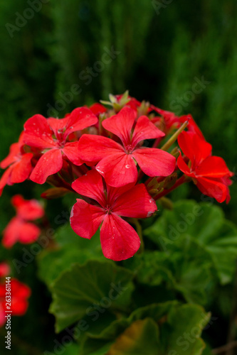 Flores roja  © Joel