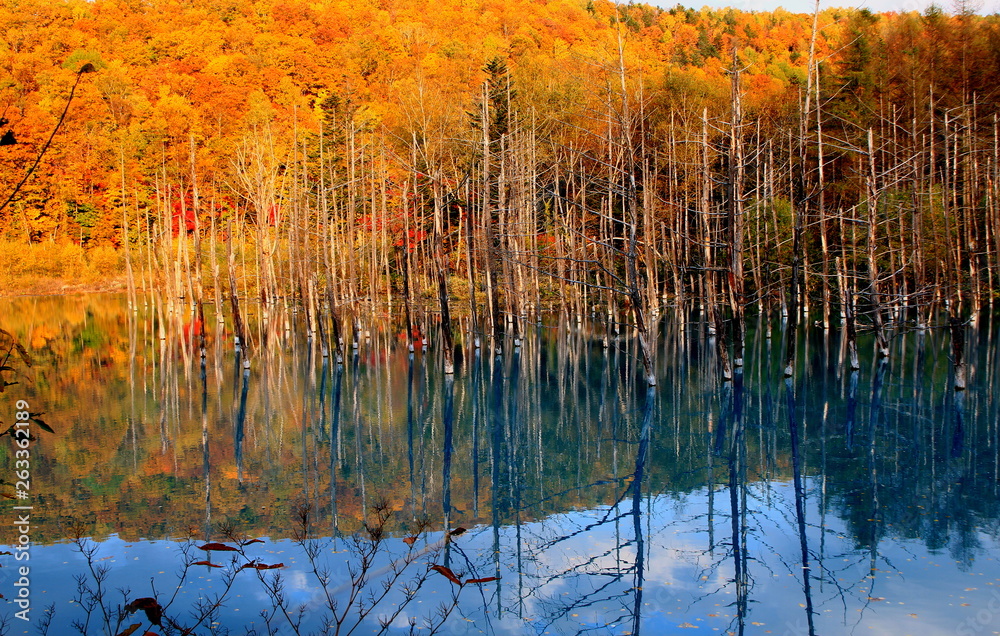 北海道美瑛の紅葉の青池の風景 Stock Photo Adobe Stock