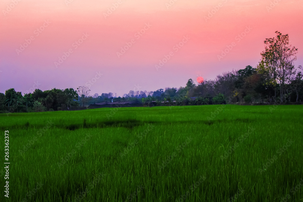 Landscape sunset in the evening and rice field , nature background