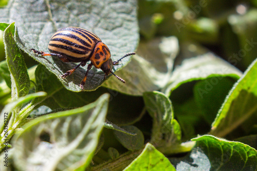 A close up image of the striped Colorado potato beetle that crawls on potatoes and green leaves and eats them.