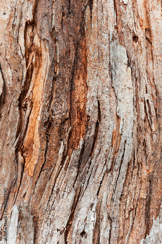 Tree bark moving in curved direction along trunk surface.
