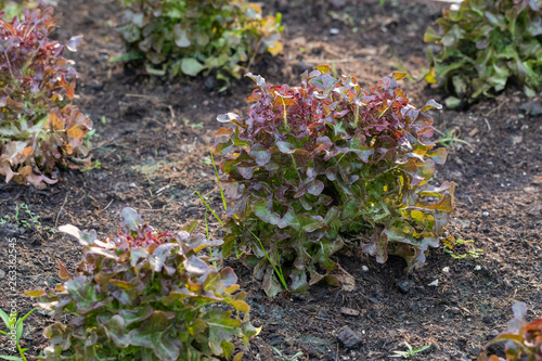 row of red oak lettuce at the garden
