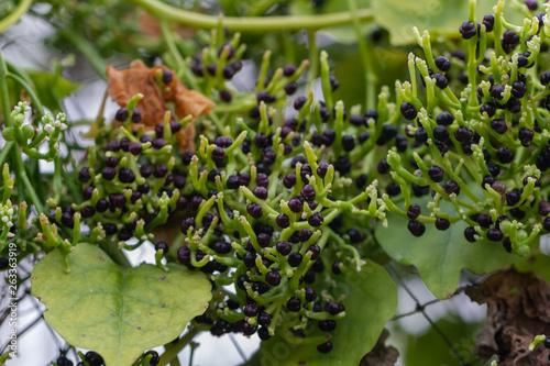 Calabash or Cucurbitaceae (Lagenaria Siceraria) in the garden © moxumbic