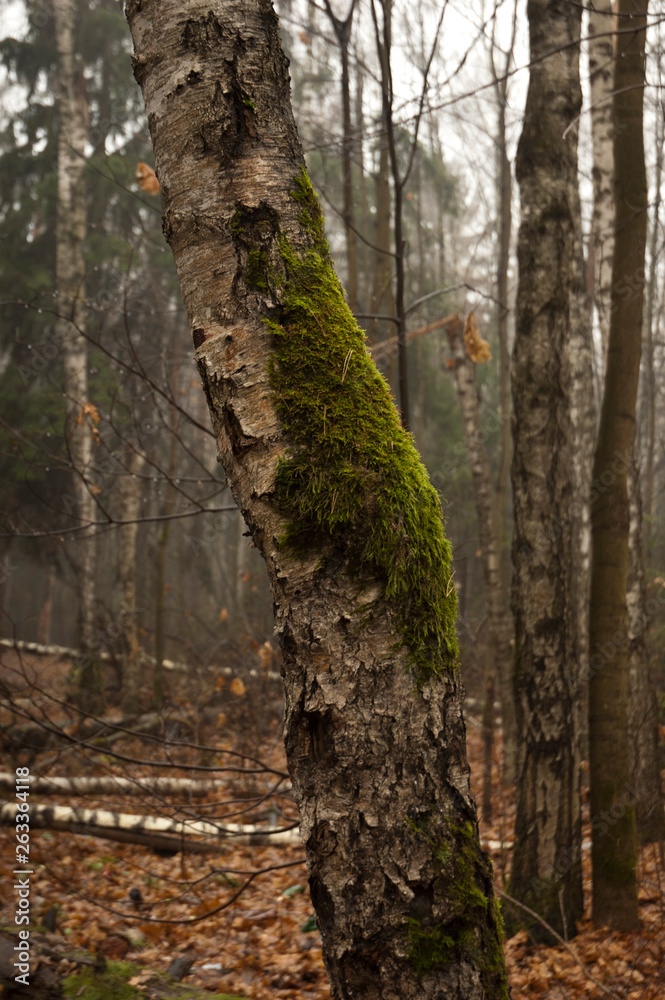 Obraz premium moss on a birch tree