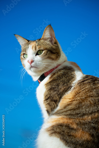 cute calico cat and sunny sky blue