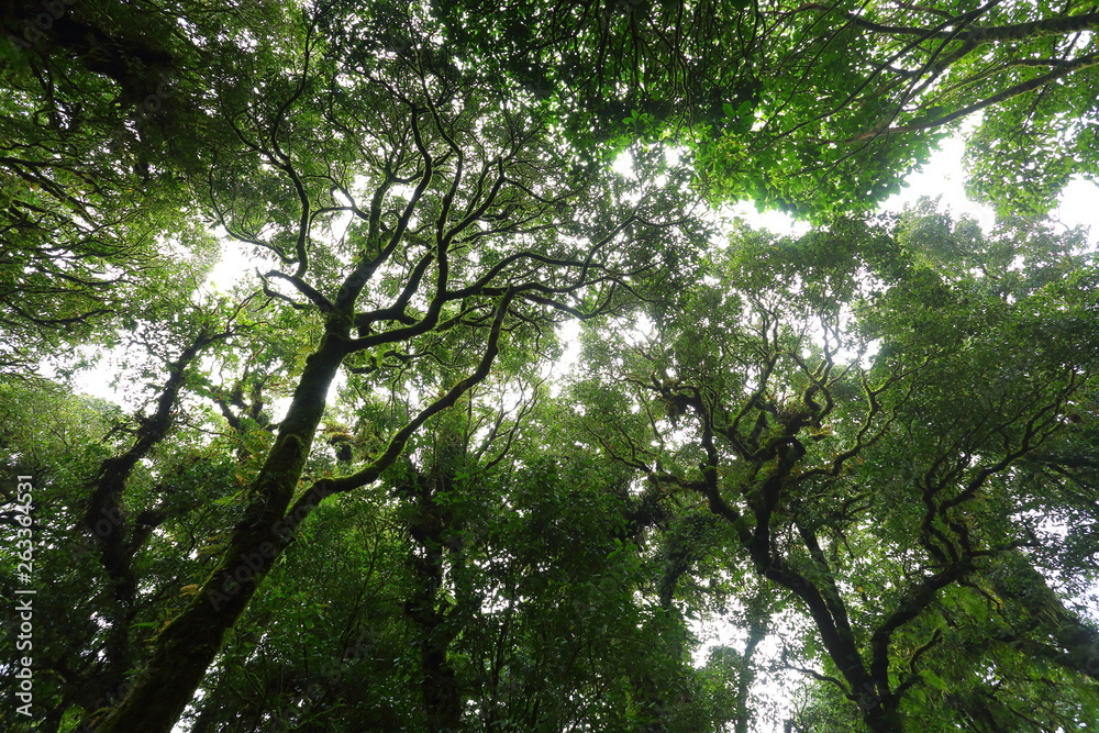 sunlight throught green moss on nature tree of greenery rainforest jungle sunlight throught green moss on nature tree of greenery rainforest jungle