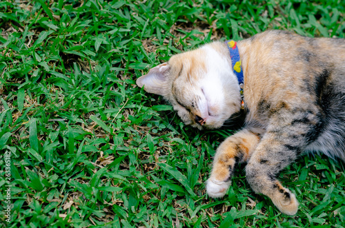 Beautiful adorable leopard color cat sleeping on the grass.