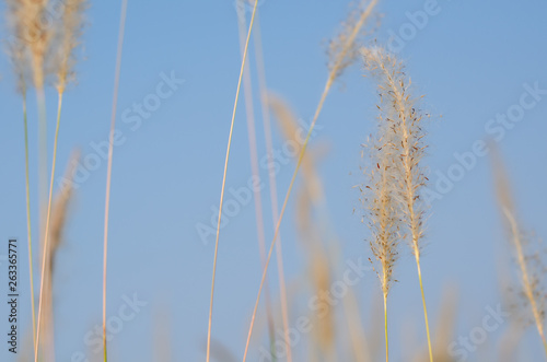 Beautiful white color Mission Grass flower with blue sky background.
