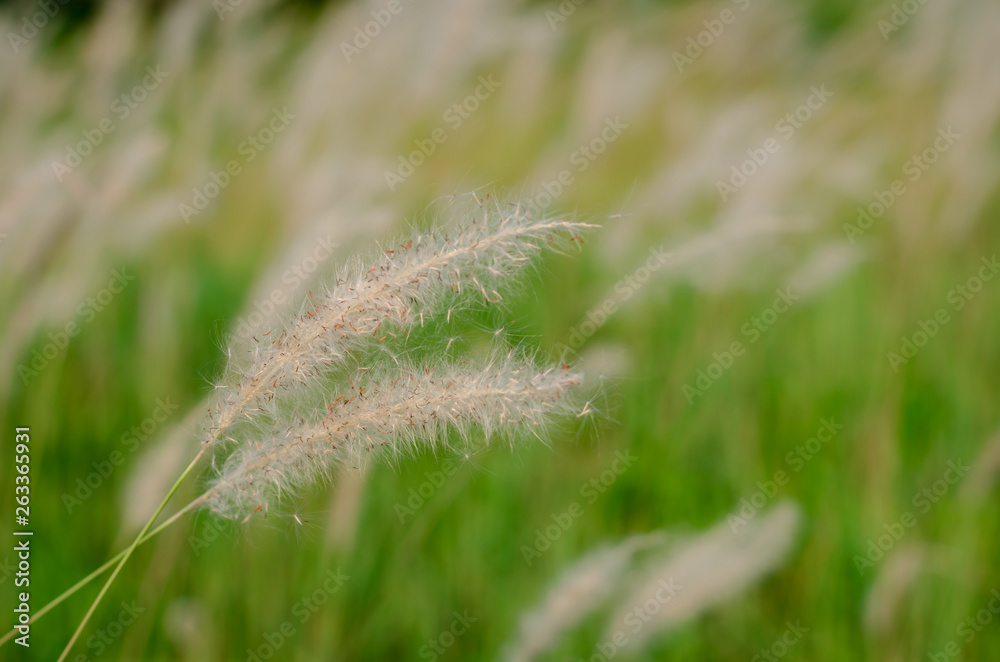 Beautiful white color Mission Grass flower with blurred background. Beautiful white color Mission Grass flower with blurred background.