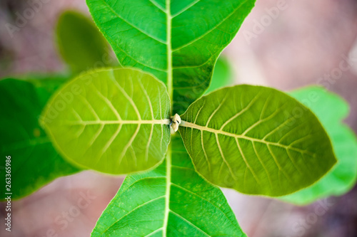 Soft shoots of plants. Soft top of the teak tree.