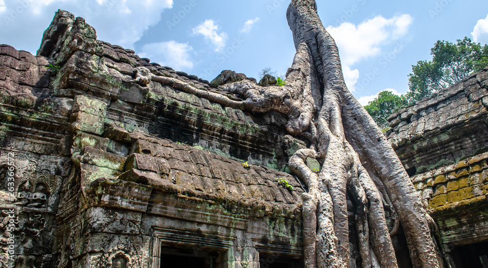 Naklejka premium Tree Overgrowing Temple