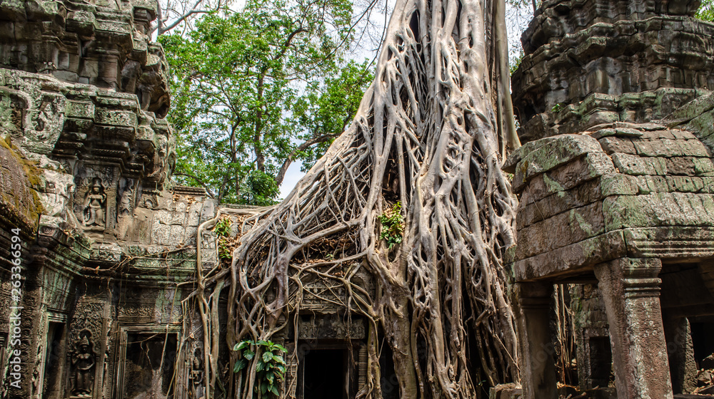 Tree Overgrowing Temple