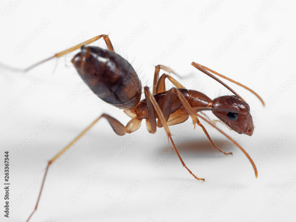 Macro Photo of Ant on White Floor Macro Photo of Ant on White Floor