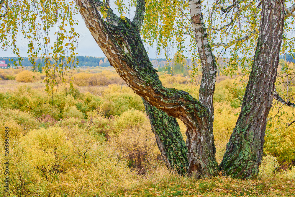 Fototapeta premium Beautiful birch trees with yellow leaves grow on edge of slope on autumn day.