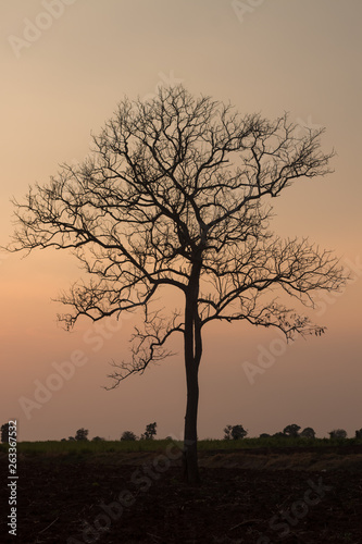 silhouette of tree at sunset	