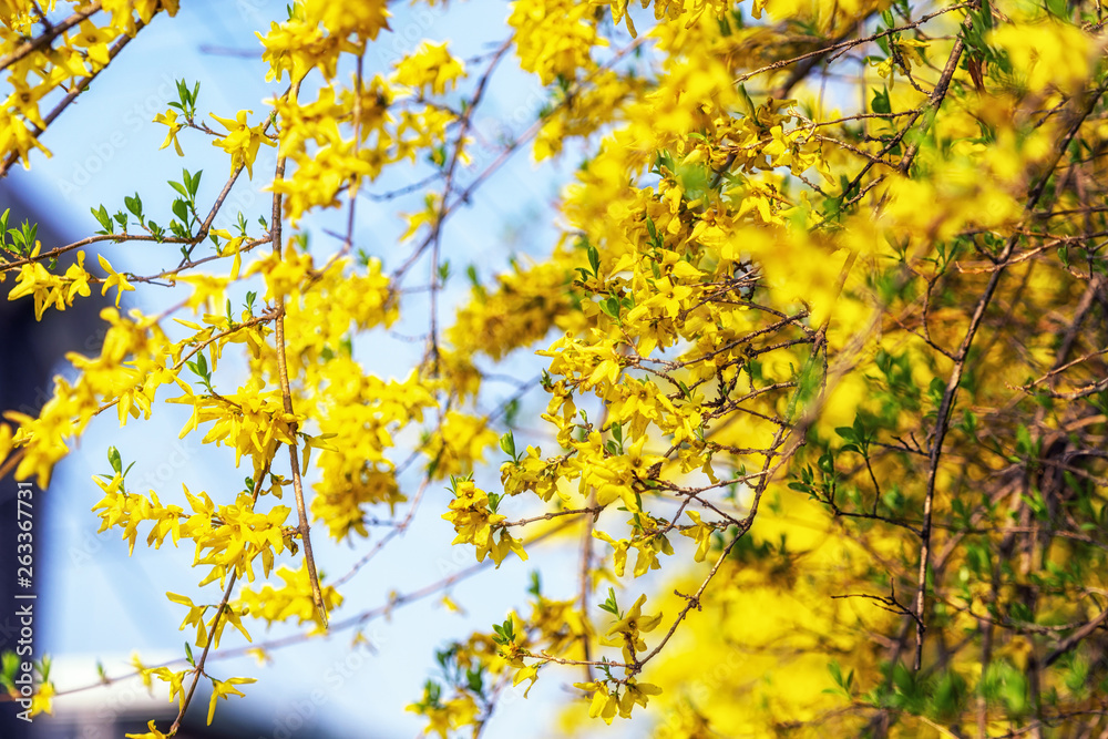 Fototapeta premium yellow forsythia flowers
