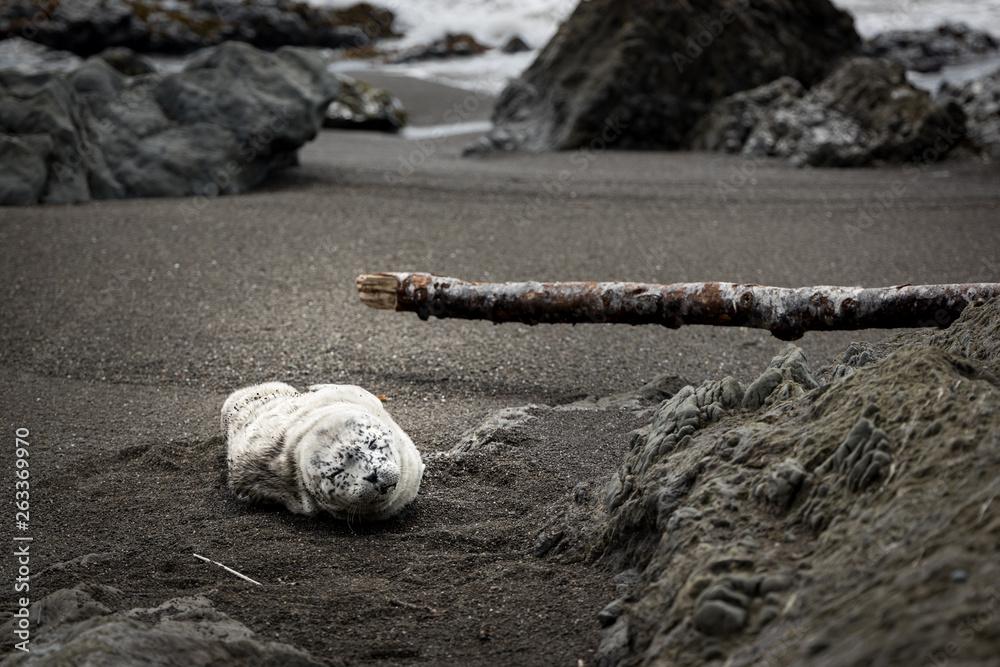 Obraz premium Baby Seal