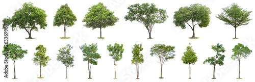 The collection of trees isolated on white background. Beautiful and robust trees are growing in the forest, garden or park.