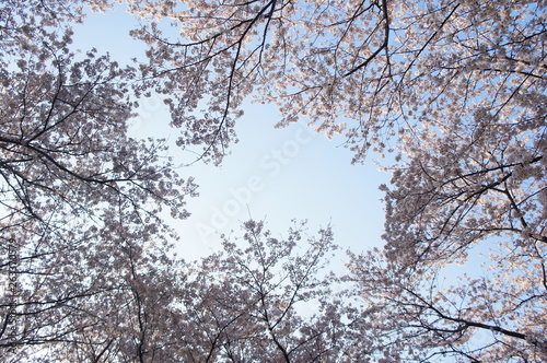 桜 さくら サクラ 満開 