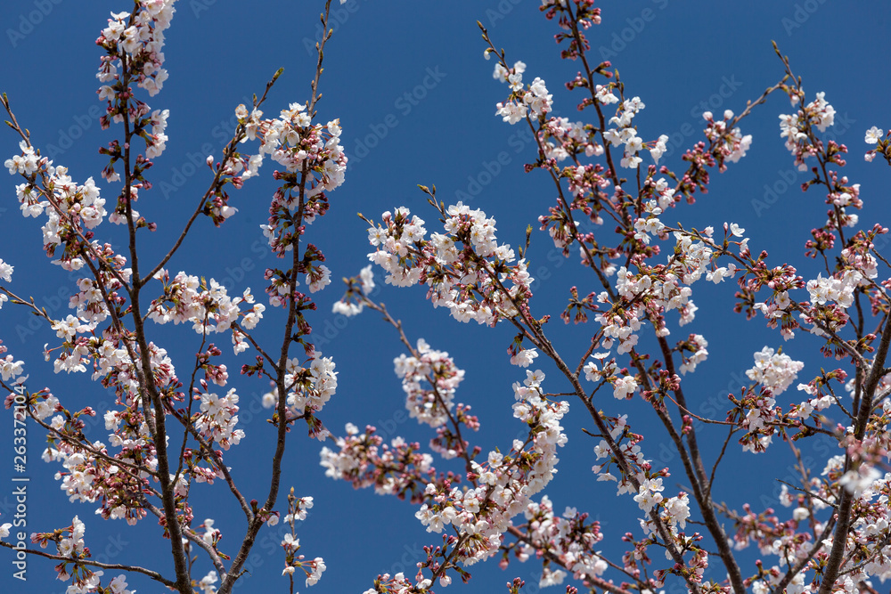 成田さくらの山の桜#3