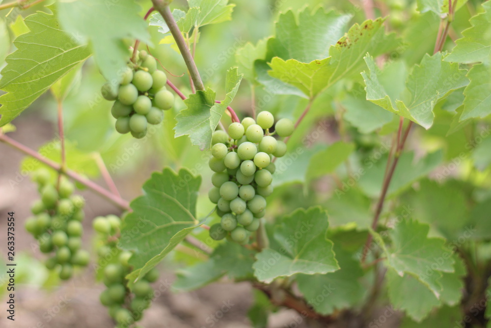 Unripe crones of grapes on a background of green grape leaves