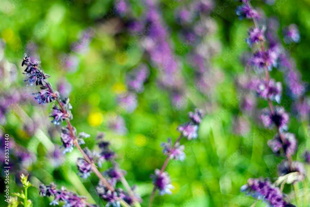 Obraz premium Meadow flowers in summer on a sunny day