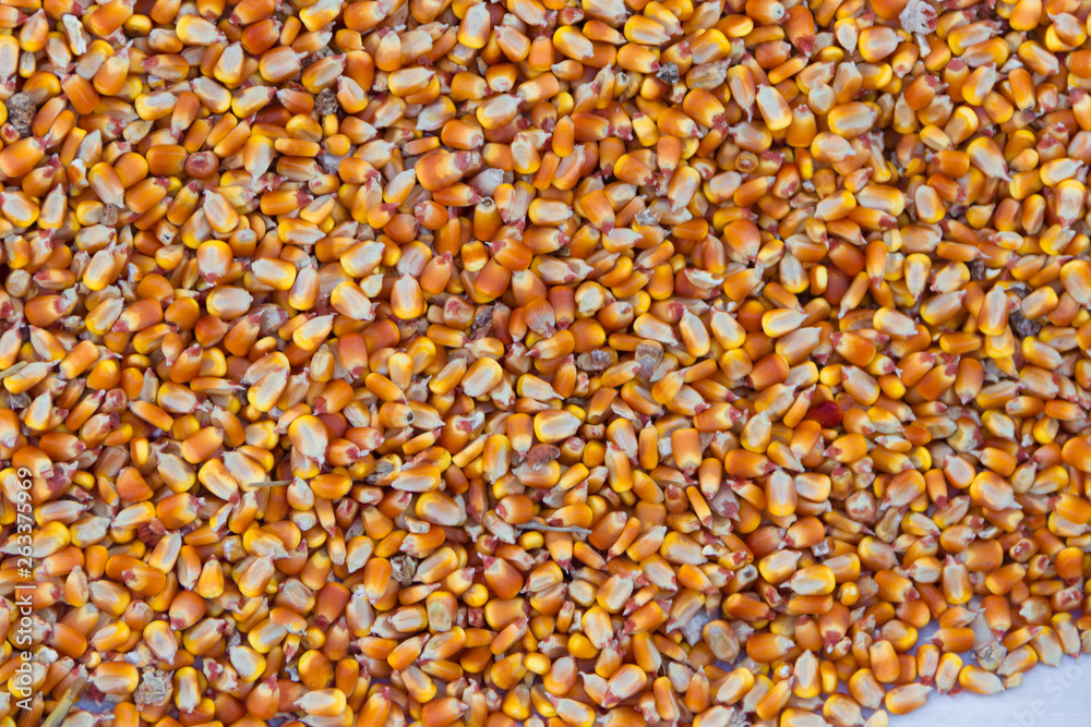 background with texture of corn grains and place for text background with texture of corn grains and place for text