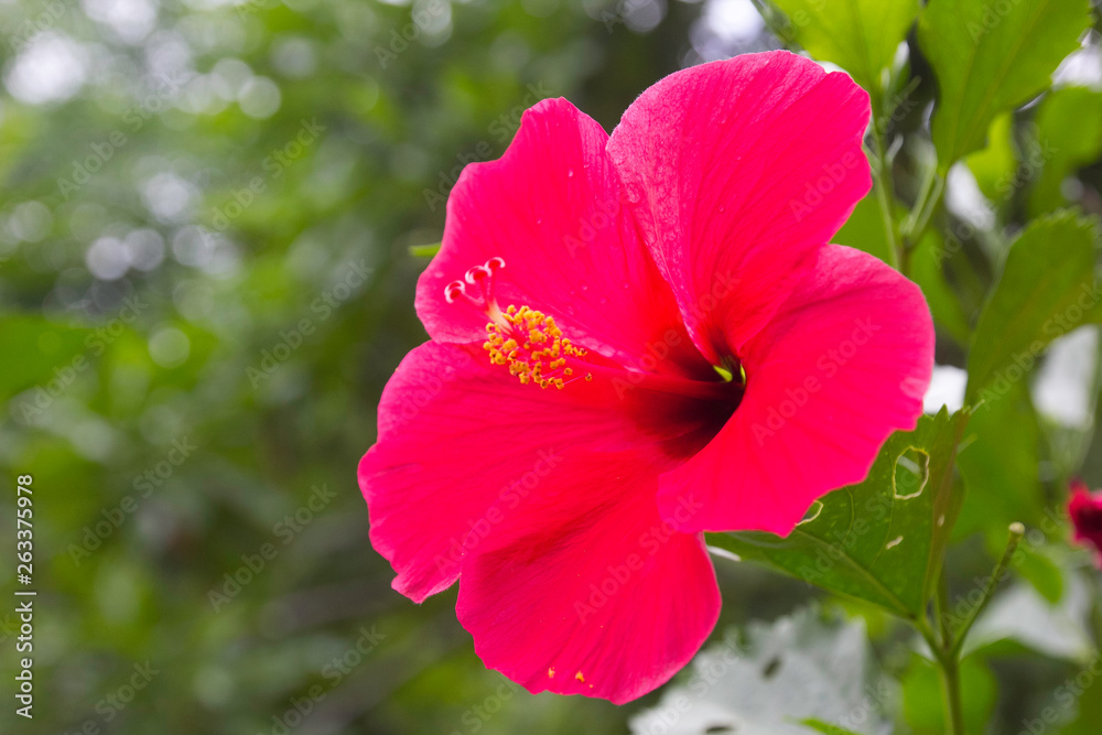 Red flower Red flower