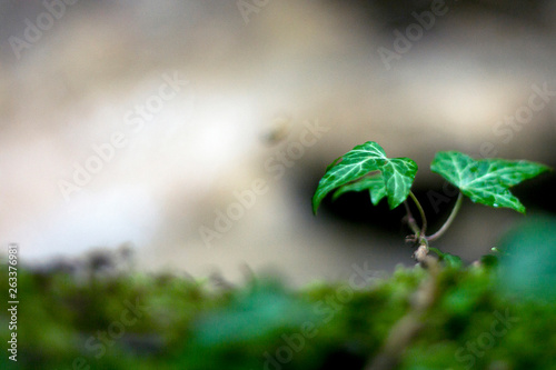 Wild ivy scrambles up a tree trunk. Two green leaves of ivy on a blurred background. Summer day on the mountain river.