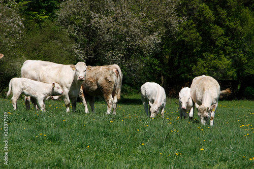 Rhoen - UNESCO biosphere reserve, cattle pasture