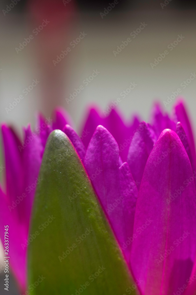Pink Lotus Pink Lotus