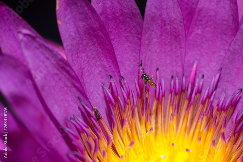 Fototapeta Naklejka Na Ścianę i Meble -  Bees it Lotus flower
