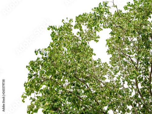 Close up tree environment in forest green leaves and branch beautiful on white background.