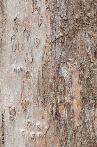 tree trunk nature. bark texture pattern wood for background image vertical © pramot48
