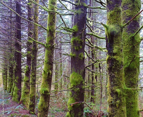 Moss in the Fog